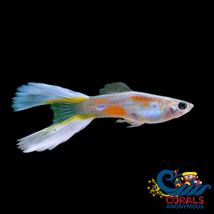 Saltwater Lyretail Guppy