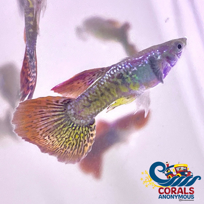 Red Dragon Guppy Fish