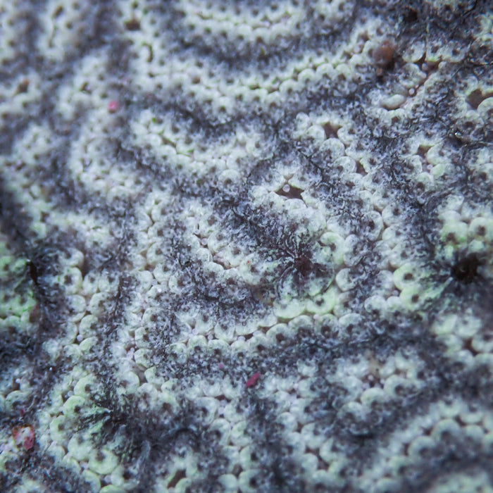 Shadow Star Sea Squirt (Self-Reproducing) - Corals Anonymous