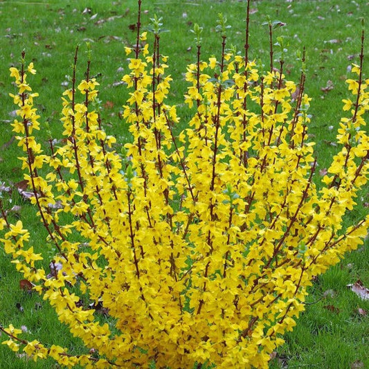 Show Off Starlet® forsythia in early spring landscape, compact shrub covered in bright yellow blooms along every branch.