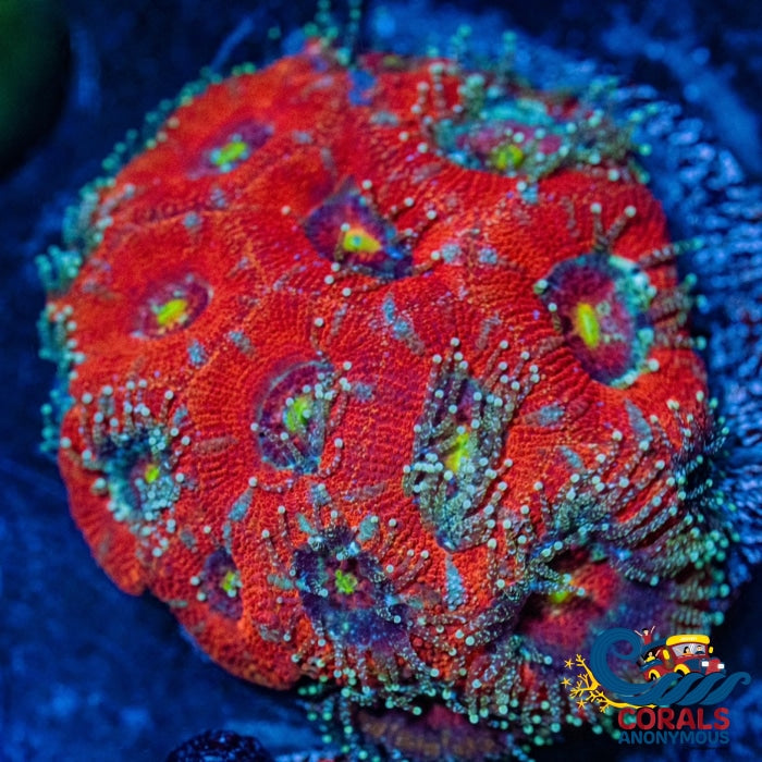 Solar Rainbow Acans (15+ Polyps) Acans