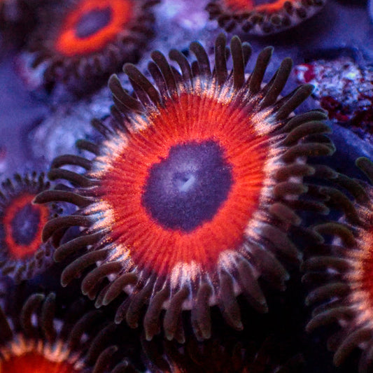 Sparking Nova Zoa (2-3 Polyps) - Corals Anonymous