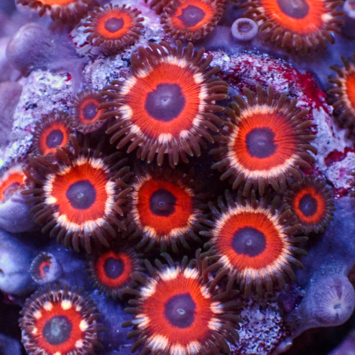 Sparking Nova Zoa (2-3 Polyps) - Corals Anonymous