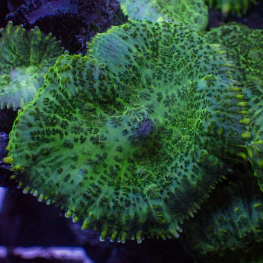 Speckled Verde Rhodactis Mushroom - Corals Anonymous