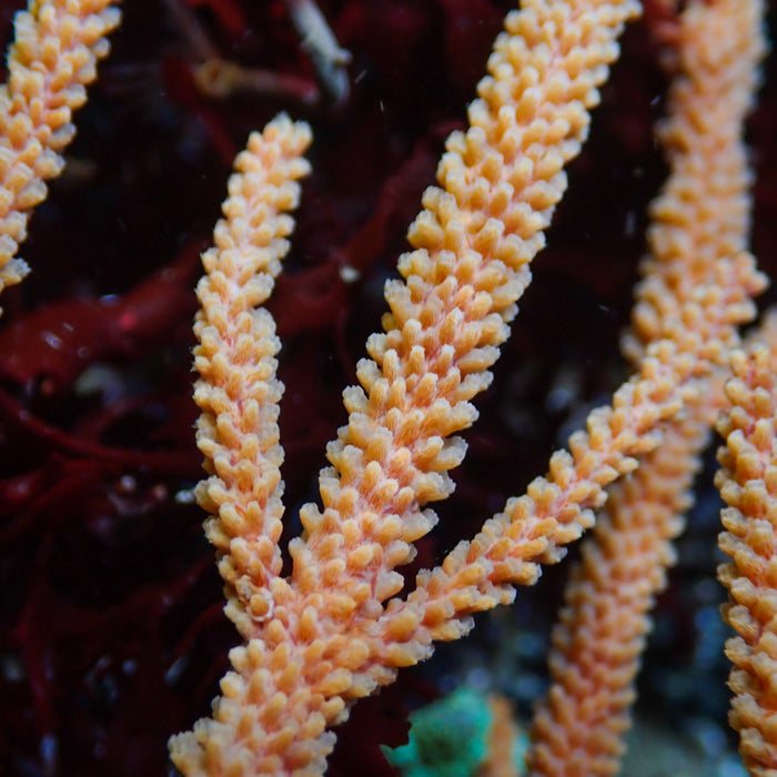 Spiny Orange Gorgonian - Corals Anonymous