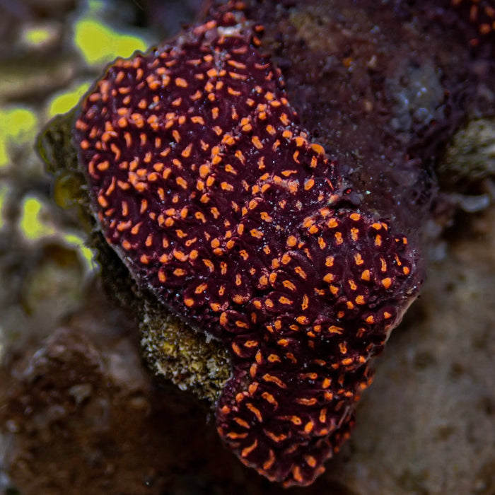Starfire Sea Squirt (Self-Reproducing) - Corals Anonymous