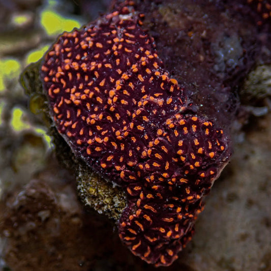 Starfire Sea Squirt (Self-Reproducing) - Corals Anonymous