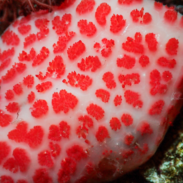 Strawberry Sea Squirt (XL, Self-Reproducing) - Corals Anonymous