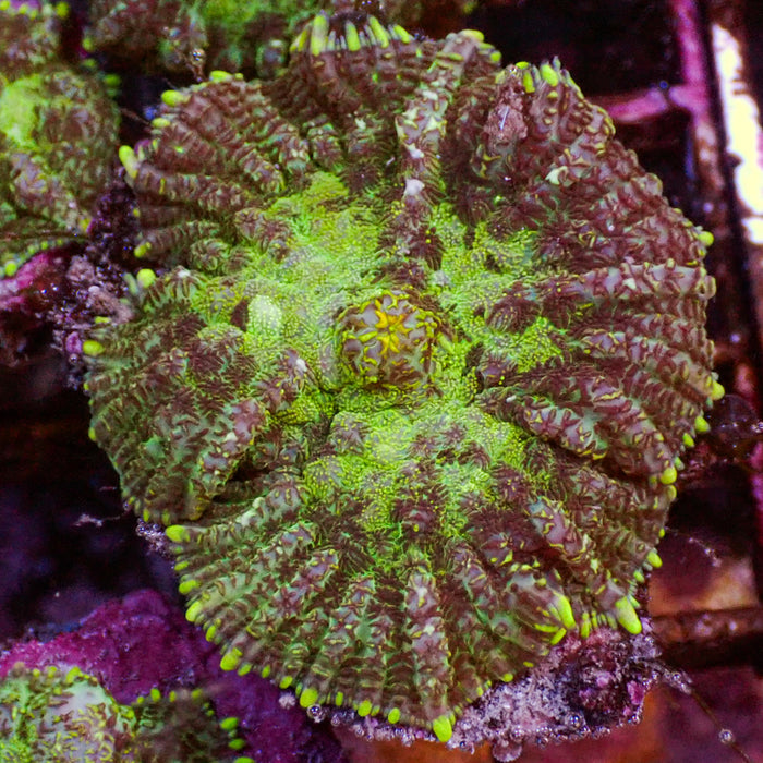 Stripped Green Rhodactis Mushroom - Corals Anonymous