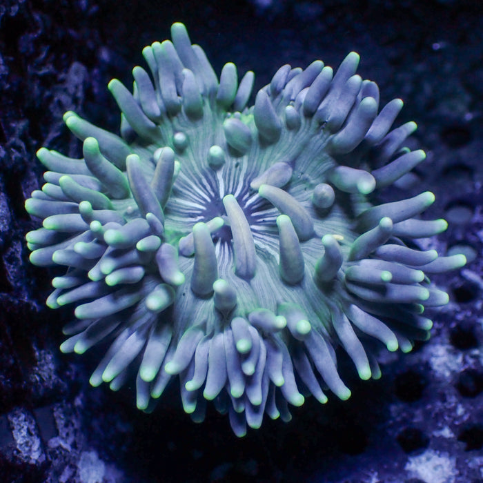 Stripped Teal Long Tentacle Anemone - Corals Anonymous