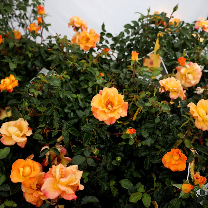 Sunorita rose shrub in full sun with orange blooms aging to golden tones, upright habit and glossy dark green foliage in a border