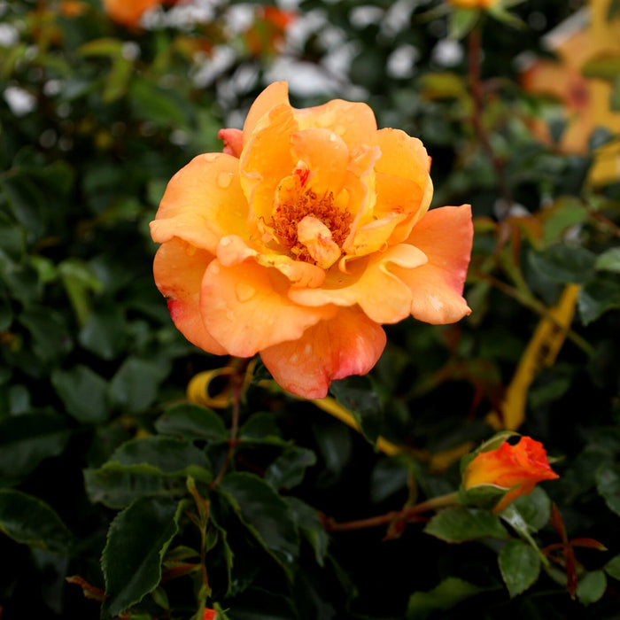 Close-up of Sunorita rose showing red-orange buds opening to soft orange petals with a classic rose form and warm golden aging color