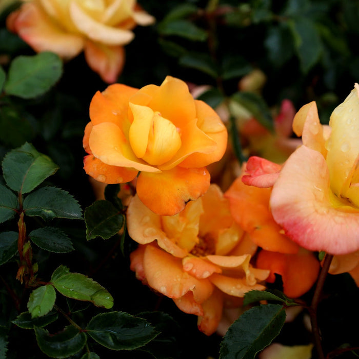 Sunorita rose plant habit with dense upright branching and dark green leaves, mature size about 3–4 feet tall and wide for hedges