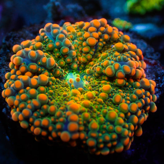 Sunset Drip Rainbow Yuma Mushroom