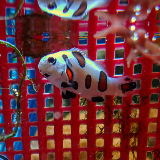 Super Storm Clownfish (Aquacultured) - Corals Anonymous