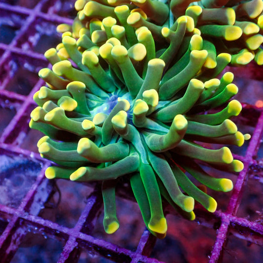 Teal Mouth Rainbow Branching Hammer - Corals Anonymous