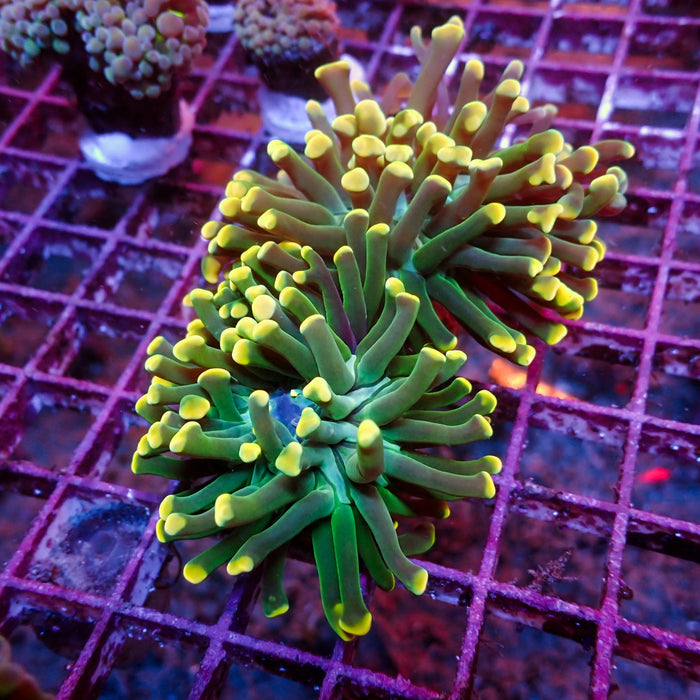 Teal Mouth Rainbow Branching Hammer - Corals Anonymous