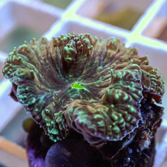 Teal Splatter Aquamarine Blastomussa (1 Polyp) - Corals Anonymous