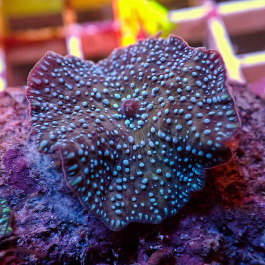 Teal Spotted Purple Discosoma Mushroom - Corals Anonymous