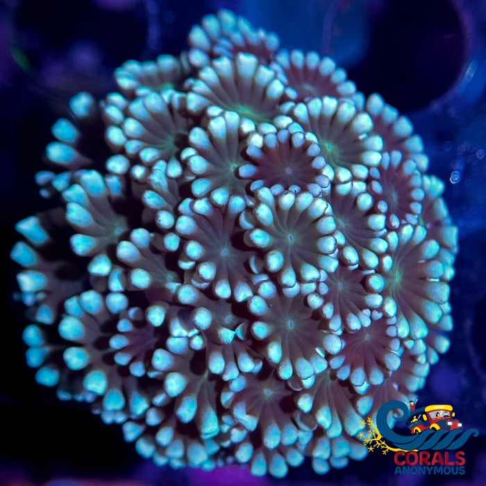Teal Turquoise Alveopora (1 Frag) Alveopora
