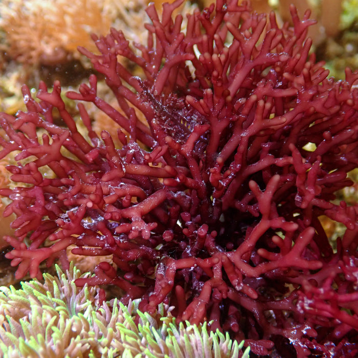 Tidefire Macroalgae (Rare) - Corals Anonymous
