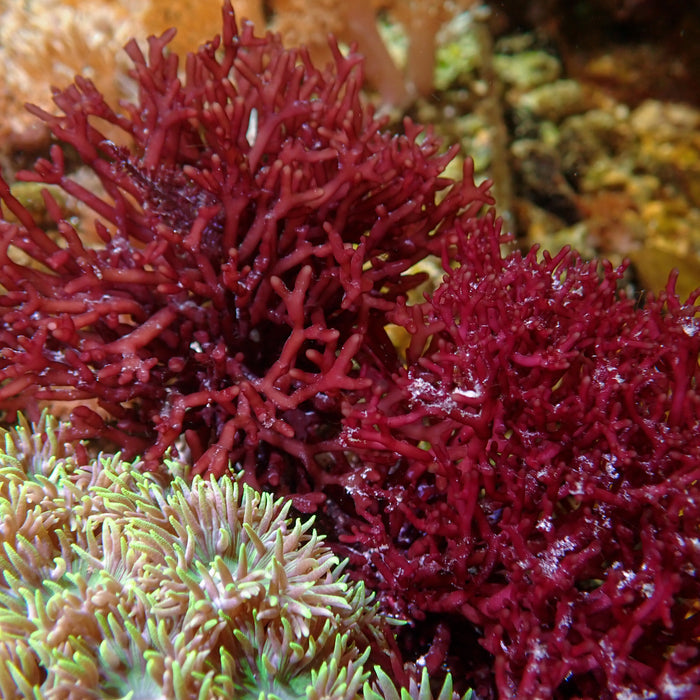 Tidefire Macroalgae (Rare) - Corals Anonymous