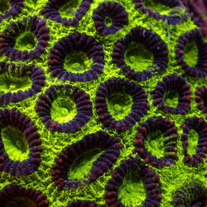 UFO Green Favia (0.5-1” frag) - Corals Anonymous