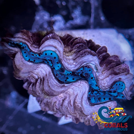 Ultra Grade Tridacna Maxima Clam (1.5-2) Clam