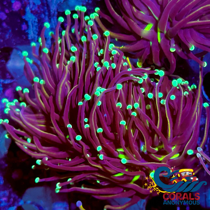 Ultra Green/Teal Tip Indo Gold Torch Torch