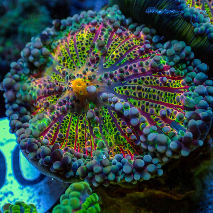 Ultra Rainbow Sour Patch Yuma Mushroom - Corals Anonymous