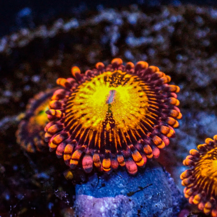 Ultra Reverse Nova Zoa (2-3 Polyps) - Corals Anonymous