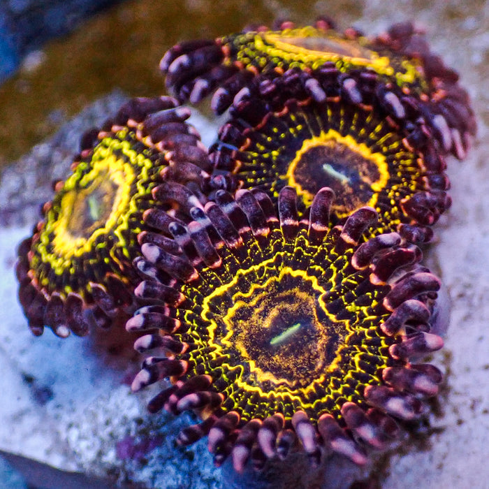 Ultra Stratosphere Zoa (2-3 Polyps) - Corals Anonymous