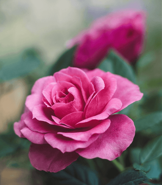 Victorian Rose Fragrance Oil for Soap or Candle Making
