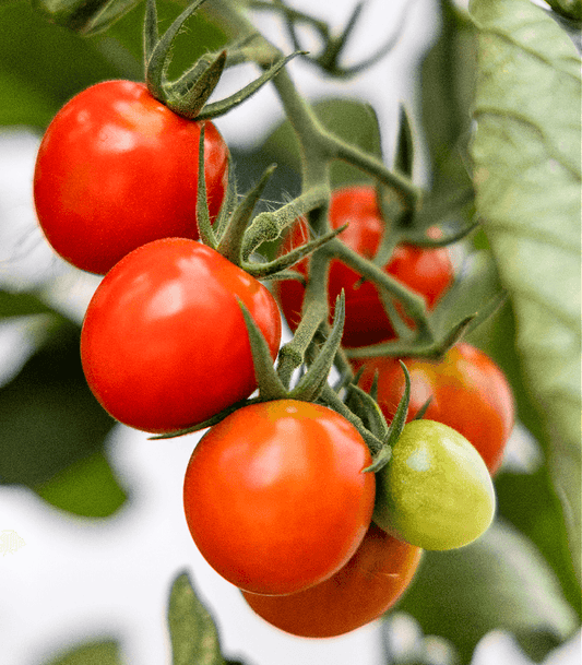 Tomato Candle Fragrance Oil