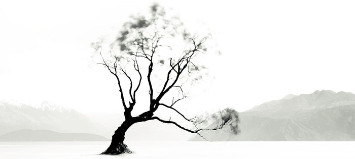Photography | Wanaka Tree | Nick Psomiadis