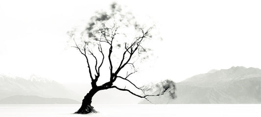 Photography | Wanaka Tree | Nick Psomiadis