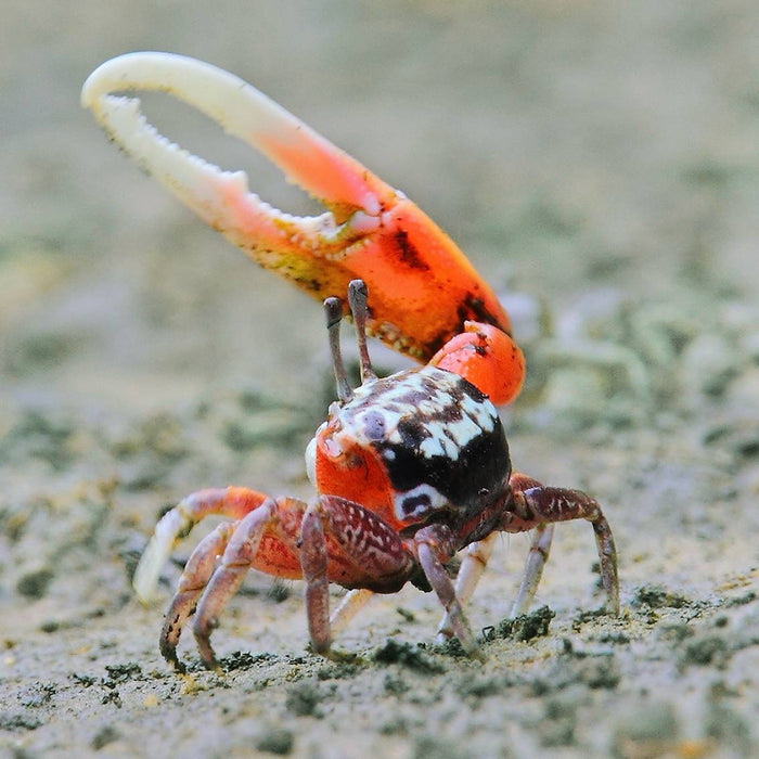 Watermelon Fiddler Crab (Saltwater Acclimated) - Corals Anonymous