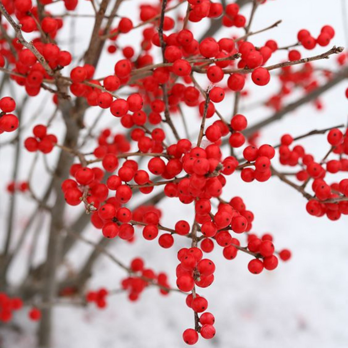Winterberry Wonder, Bath & Body Works Type | Custom Blend Bath & Body