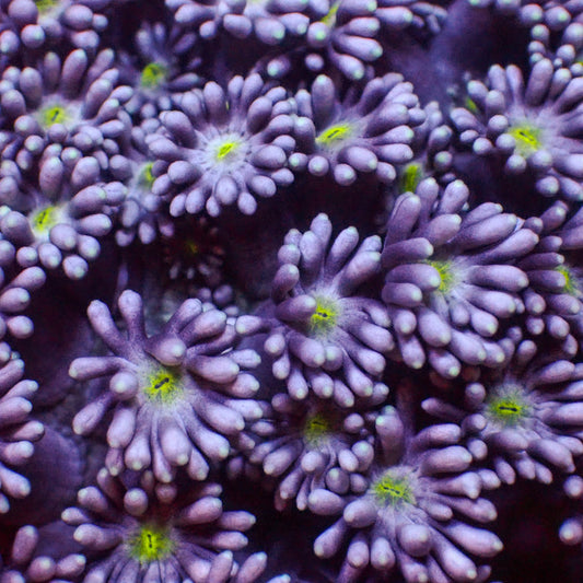 Yellow Eye Purple Goniopora (0.5-1” Frag) - Corals Anonymous