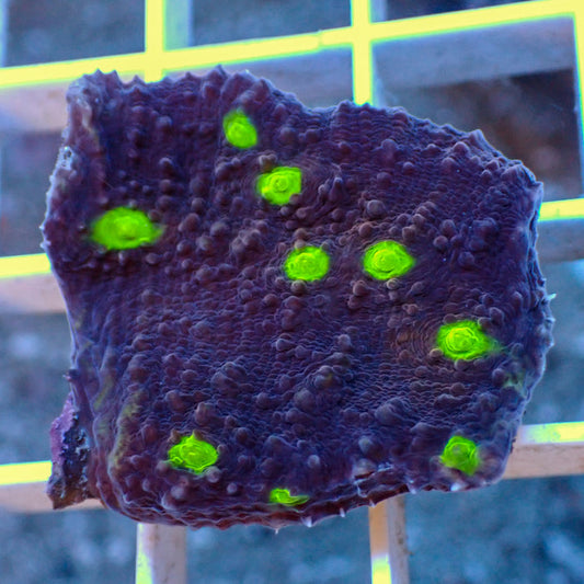 Yellow Eye Purpleberry Chalice (1” Frag) - Corals Anonymous