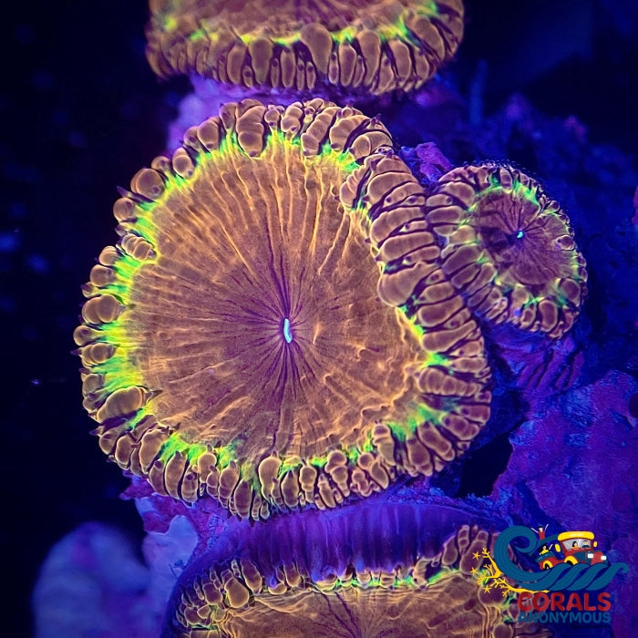Yellow Ring Orange Blasto Blastomussa (1 Polyp) Blasto