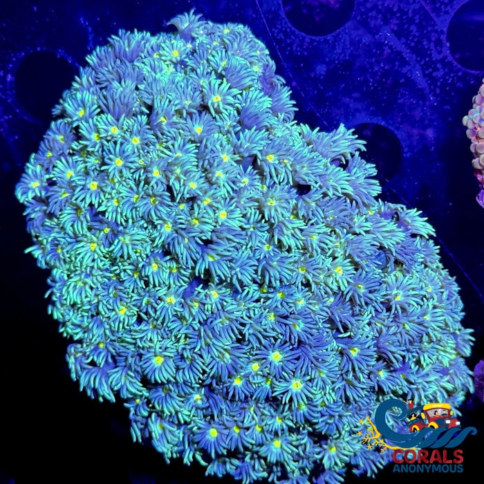 Yellow Starry Night Goniopora (0.5-1 Frag) Goniopora